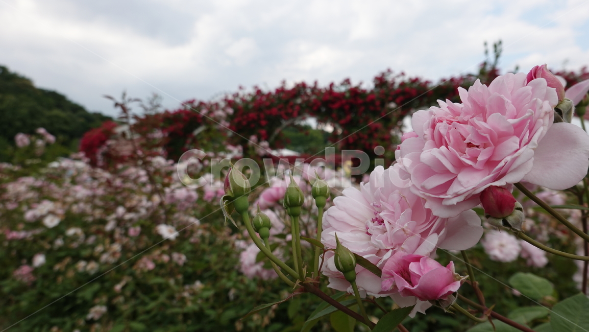 꽃,flower,풍경,핑크,pink,식물,plant,식물,자연,plants,nature,꽃,flower