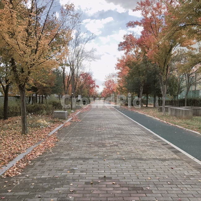 가을,단풍,낙엽,산책,거리,나무