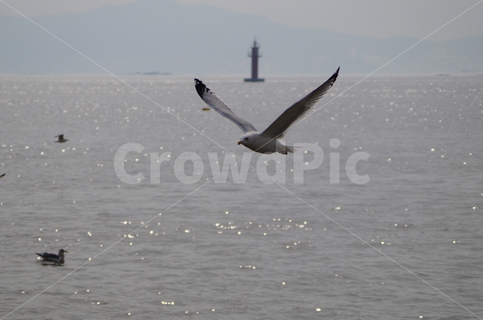 갈매기,갈매기비행,동물,새,바다,동물,animal,조류,새,birds