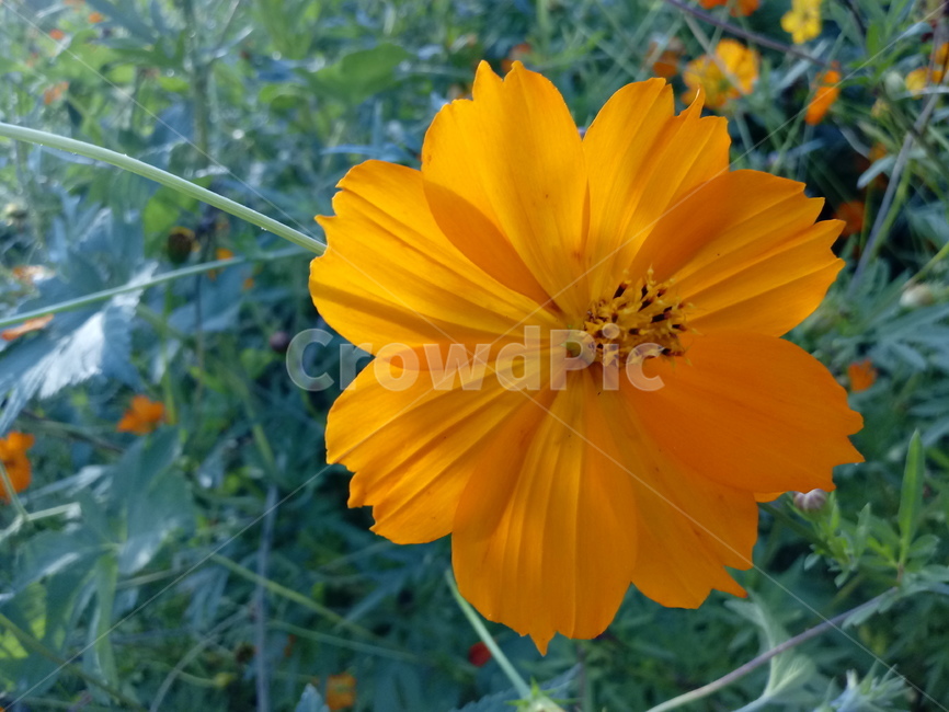 노랑코스모스,yellowcosmos,황금코스모스,식물,꽃,flower,plant,한해살이풀,식물,자연,plants,nature,꽃,flower