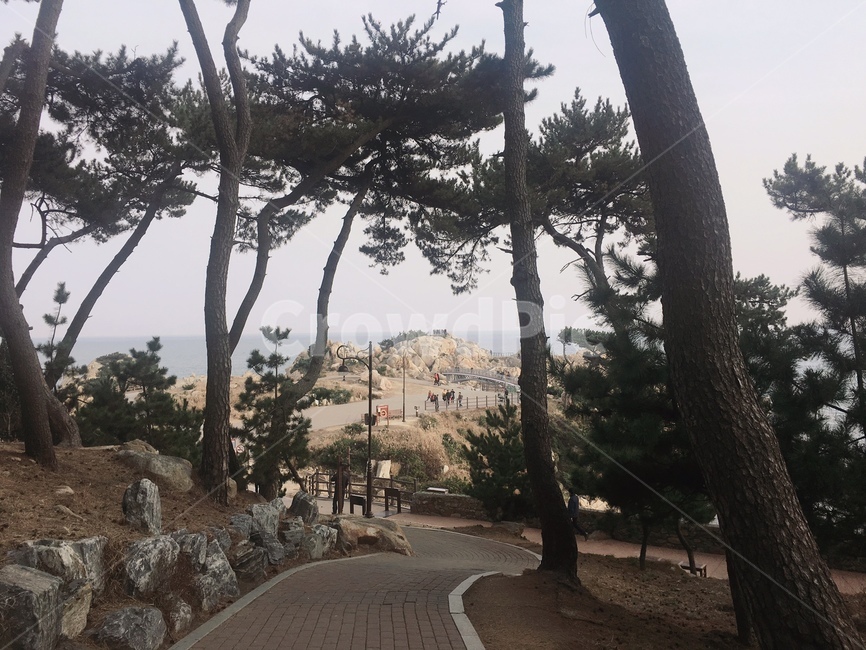나무,식물,풍경,자연,바다,바위,산책로,한국자연풍경,tree,plant,nature,sea,rock,landscape,자연,풍경,nature,landscape