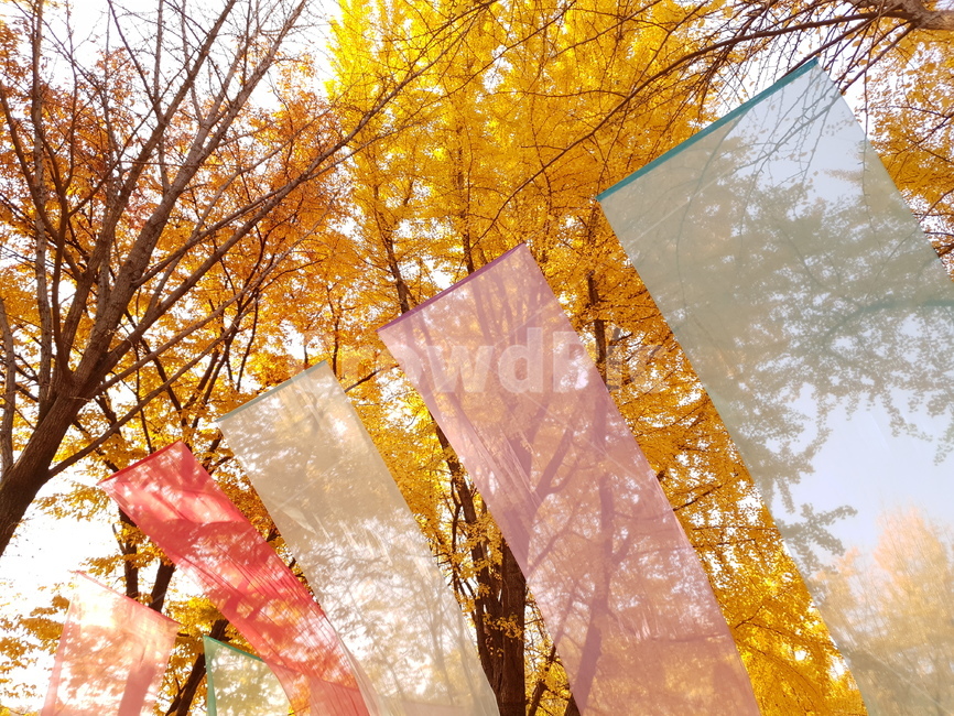 하늘하늘,휘날리는천,민속촌,가을날,감성,sensible,feeling,노란나무,tree,fall,autumn,색깔,색상,색채,색감,color sense,color sensitivity,feeling of color