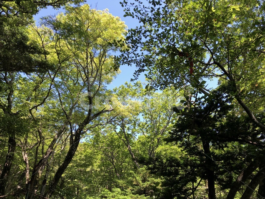 하늘,자연,초록나무,나무,맑은날씨,식물,나무,trees,wood