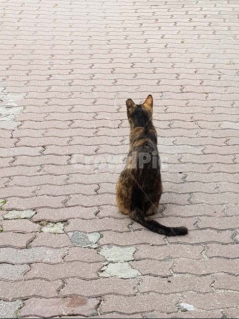 고양이,cat,browncat,벽돌,길고양이