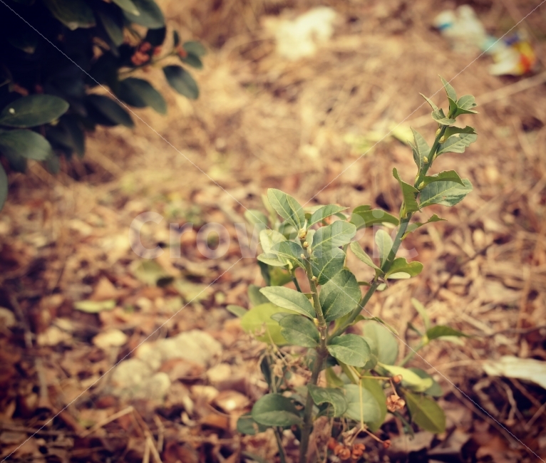 나무,새싹,희망,풍경,학교앞,풀,tree,식물,자연,plants,nature