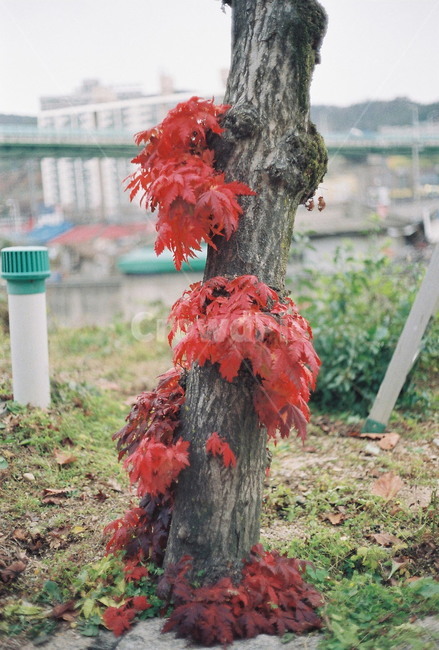 필름,단풍,나무,가을,필름카메라,가을,계절,fall,autumn,season,leaf,잎,plant,식물,tree,maple