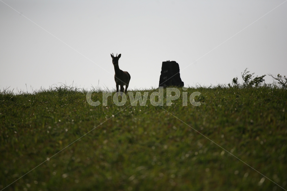 오름,제주도오름,고라니,풍경,배경,새별오름,동물,animal,포유류,mammal