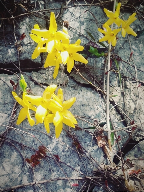 꽃,봄,노랑,개나리,flower