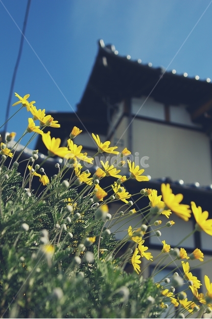 꽃,flower,노랑,yellow,길,골목,alley,봄,spring,식물,자연,plants,nature,꽃,flower,감성,sensible,feeling