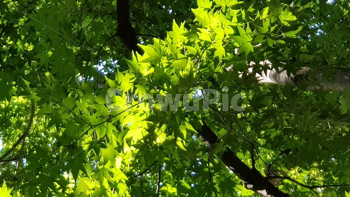 소요산,소요산단풍,단풍,여름산,여름