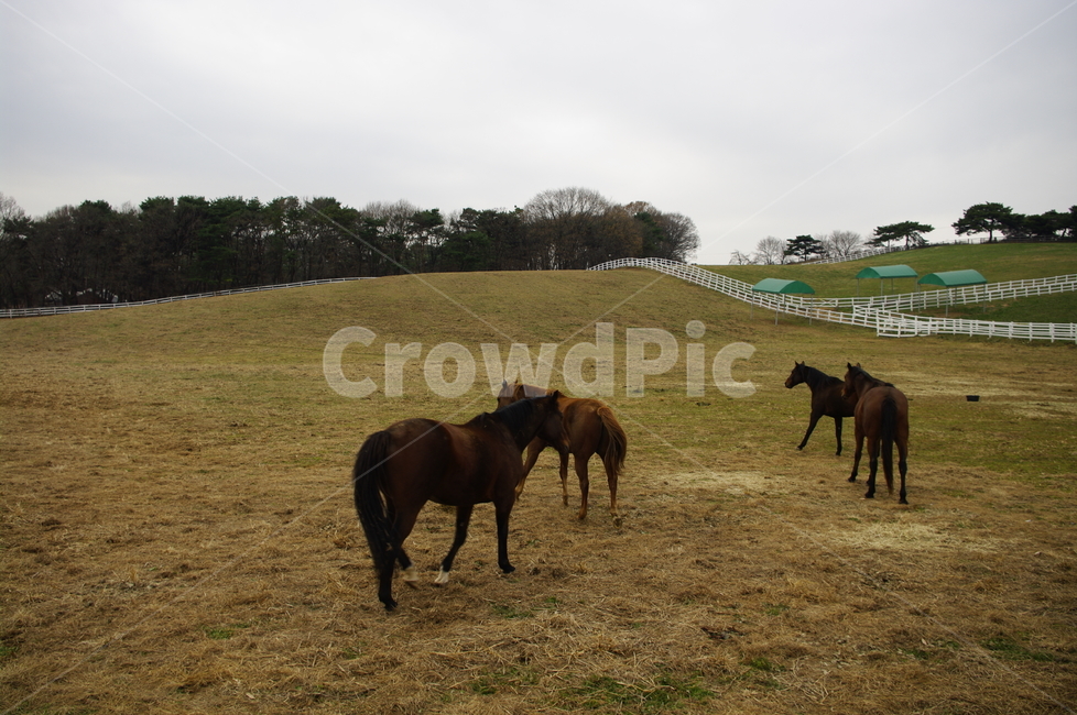 목장,말,말목장,종마,동물,동물,animal,포유류,mammal,산업,industry,industrial,목축업,목장,livestock farming,ranching,pasture