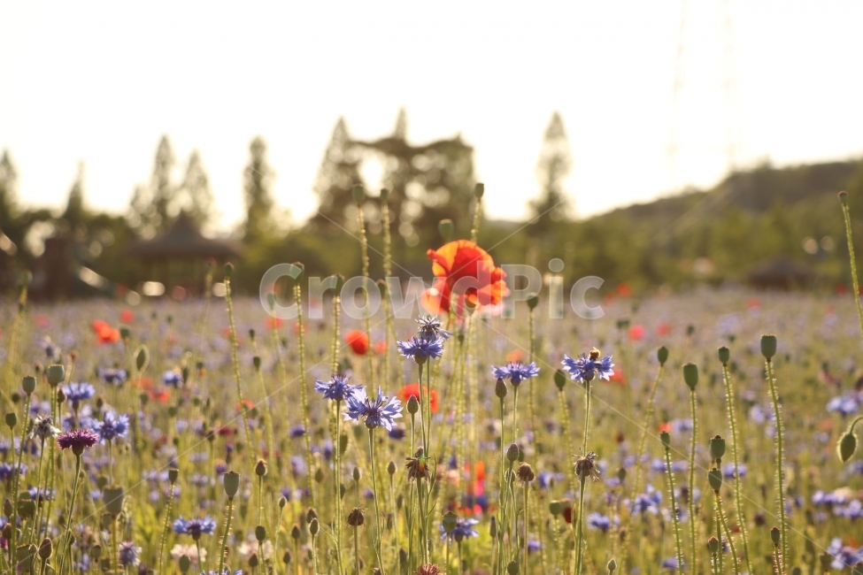 꽃,자연,감성,감상,수레국화,양귀비,식물,축제,감정,식물,자연,plants,nature,꽃,flower,감성,sensible,feeling