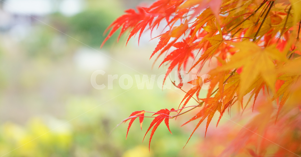 단풍,가을,물단풍,나무,계절,추색,단풍잎,잎새,가을,계절,fall,autumn,season,leaf,잎,plant,식물,tree,maple