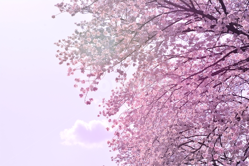 벚꽃,붐꽃,벚꽃축제,공원,시즌,계절,백그라운드,배경,바탕,spring,season,flowers,나무꽃,분홍색꽃,핑크색,pink,아름다운,화사한,화려한,예쁜,beautiful,background,3월,4월,꽃축제,체리블라썸,절정,만발,봄,계절,spring,season,자연,풍경,nature,landscape,plant,식물,blossom,꽃,cherry blossom,flower