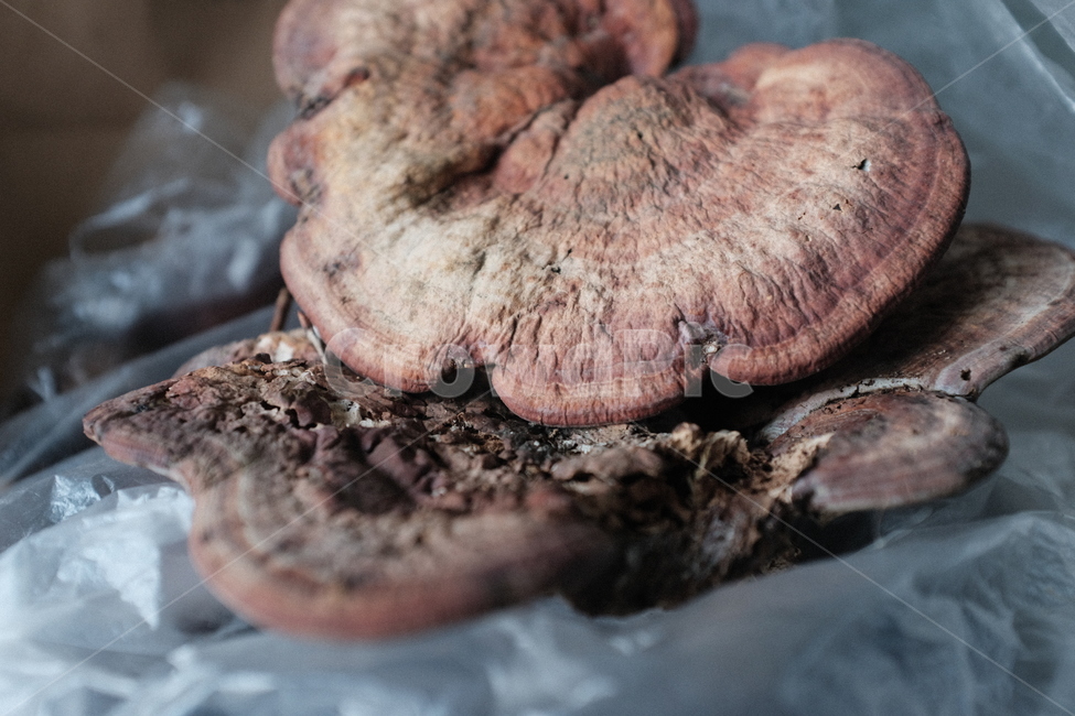 농장,농촌,영지버섯,버섯,mushroom,rural,시골,country,자연,미생물