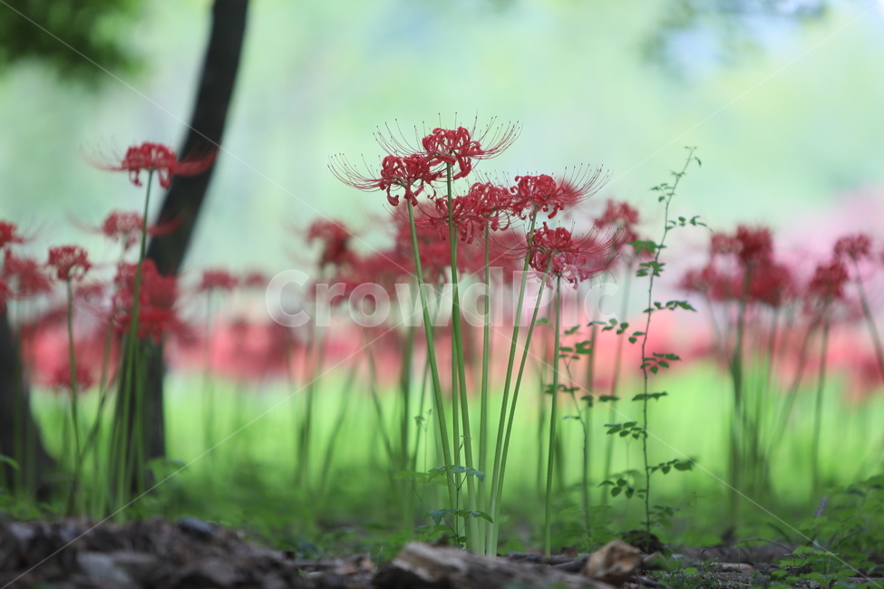 꽃무릇,꽃,식물,자연,석산,식물,자연,plants,nature,꽃,flower