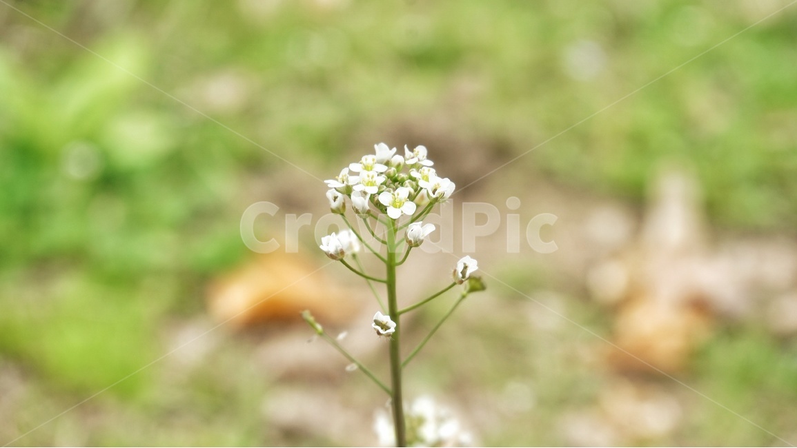 냉이,꽃,봄,흰꽃,식물,봄꽃,들판,풀,풀밭,flower,spring,white,plant,초록,green,공원,계절,season,봄,계절,spring,season,식물,자연,plants,nature,꽃,flower,blossom