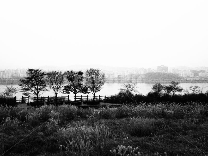 하늘공원,갈대밭,갈대,자연,겨울,흑백,모노톤,monochrome,black and white