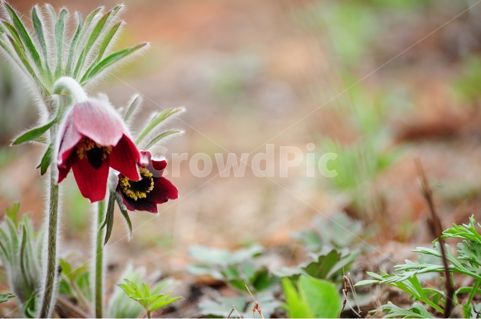 산소,할미꽃,동강할미꽃,봄,야생화,봄,계절,spring,season,식물,자연,plants,nature,꽃,flower,plant