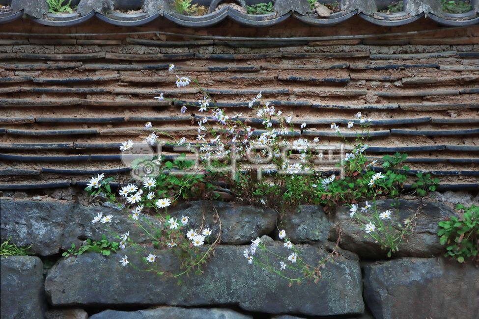roof,white flower,stonewall,wild flowers,Emotion,wall,flower