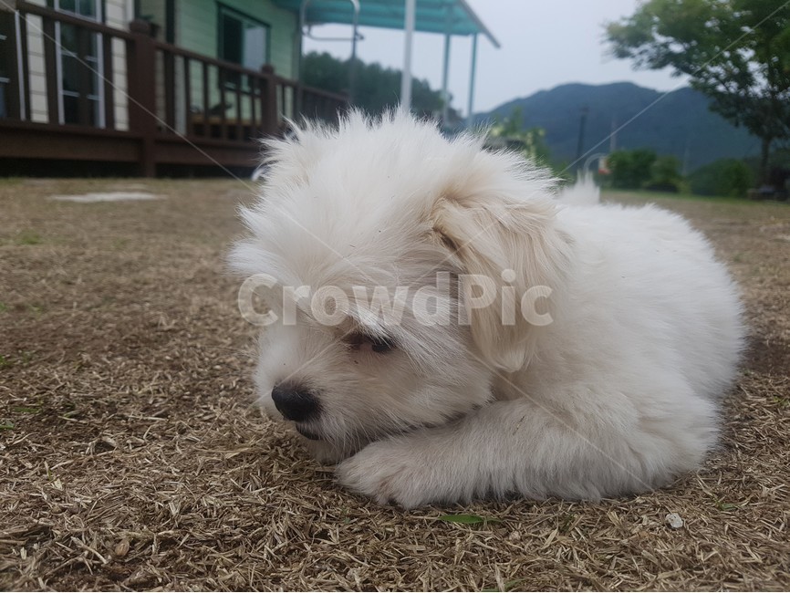 강아지,개,dog,puppy,동물,animal,포유류,클로즈업,확대,closeup,시골,한국,마당,바닥,floor,mixdog,믹스견,한가한,온순한,코,발,흰색,풀밭,털,귀여운,cute,동물,animal,포유류,mammal,개,강아지,dog,doggy