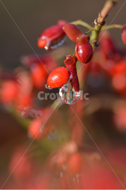 진궁,회잎나무,열매,물방울,야생화,식물,자연,plants,nature,과일,열매,fruit