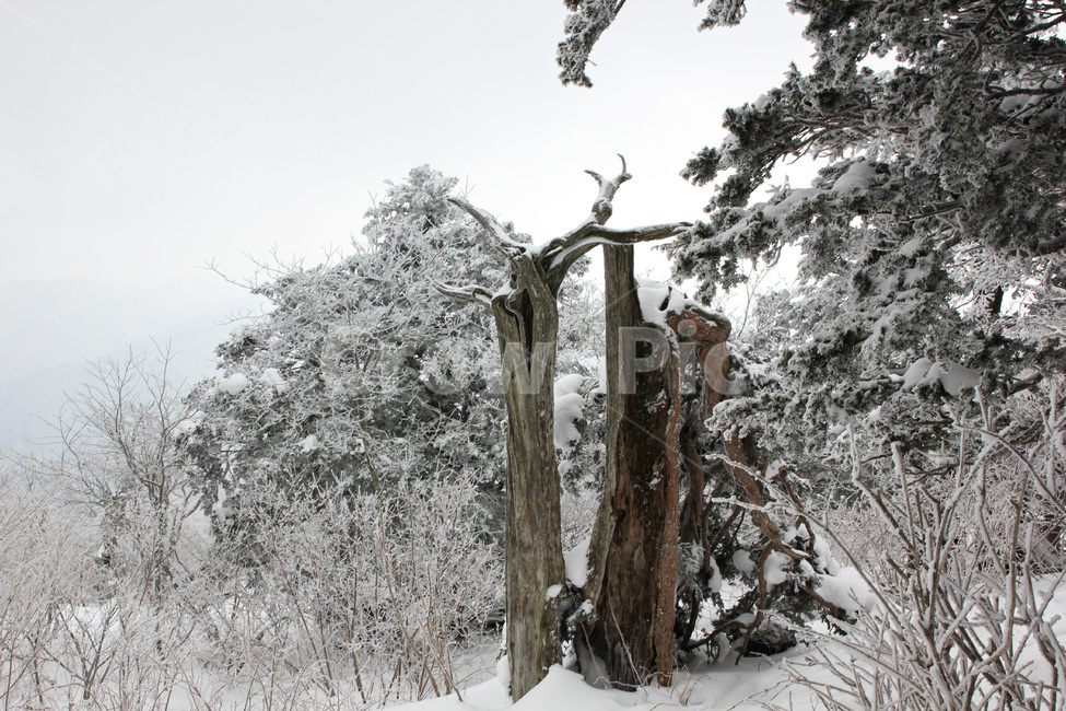 덕유산,설경,설천봉,향적봉,고목,주목,스키장,자연,겨울,계절,winter,season