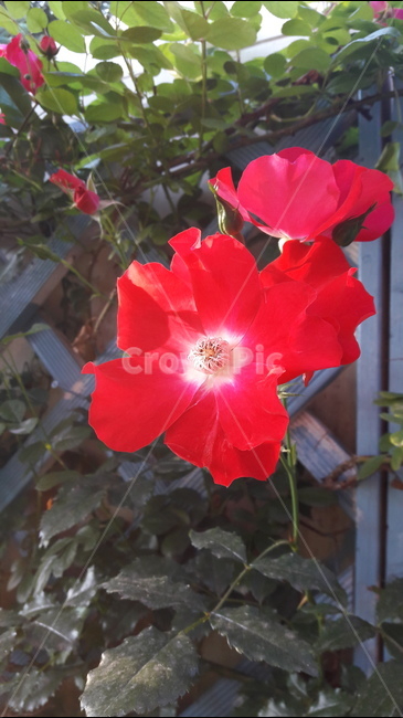 꽃,식물,자연,여름,식물원,식물,자연,plants,nature,꽃,flower