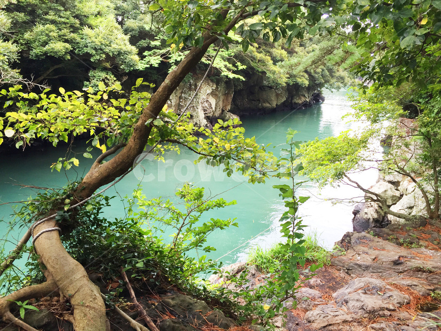 제주도,바다,호수,쇠소깍,자연,숲,자연,풍경,nature,landscape,tree,나무,plant,식물