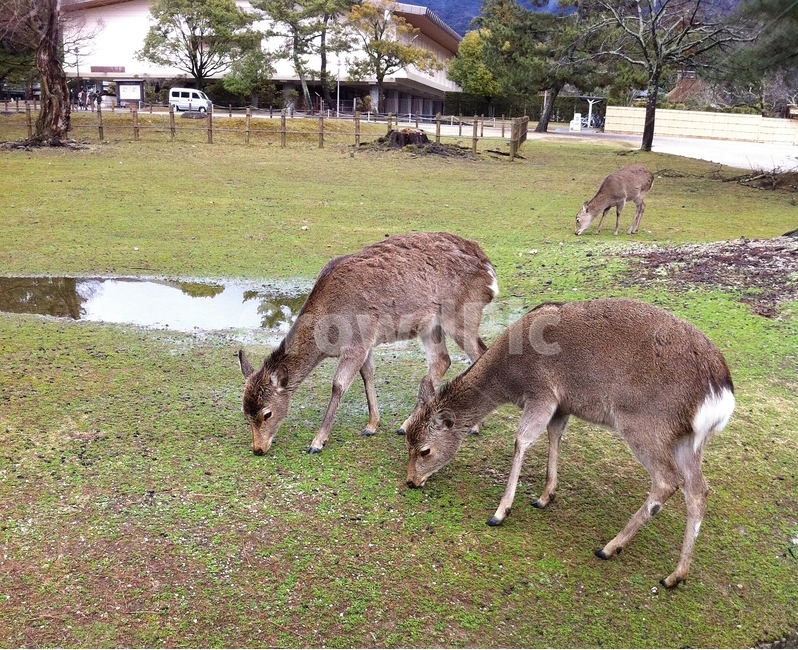 deer,Narakoen,animal,Nara Park,Deer eating rice