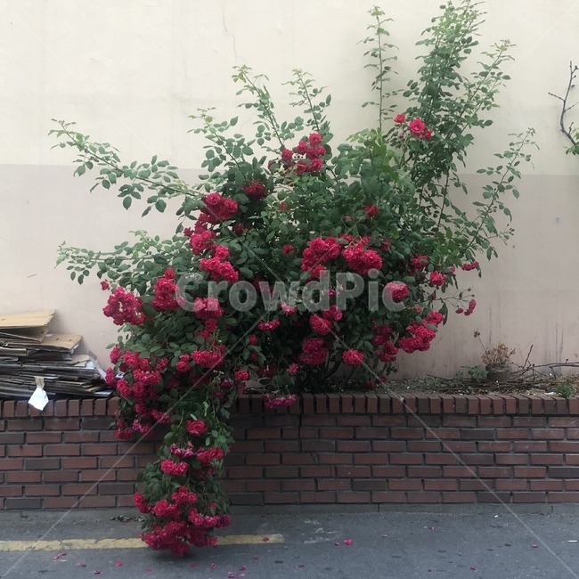 장미꽃,장미,꽃,flower,plant,식물