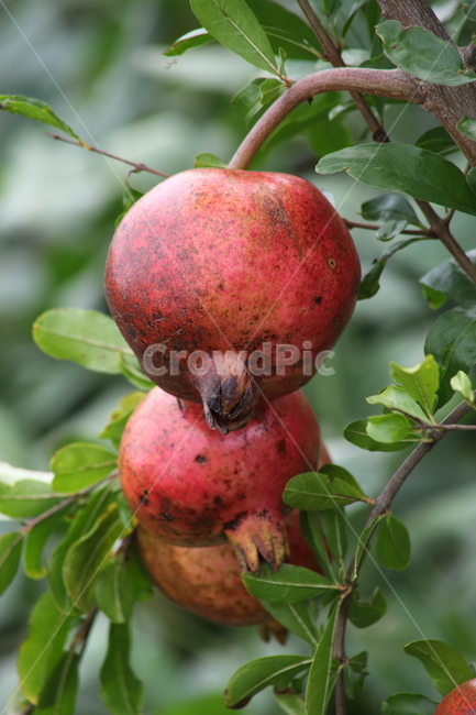 석류,열매,과일,pomegranate,fruit,과일,열매,fruit