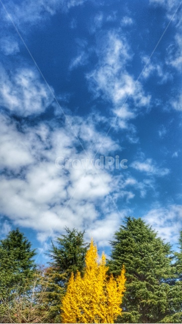 은행나무,나무,하늘,구름,풍경,가을,자연,풍경,nature,landscape,tree,plant,식물