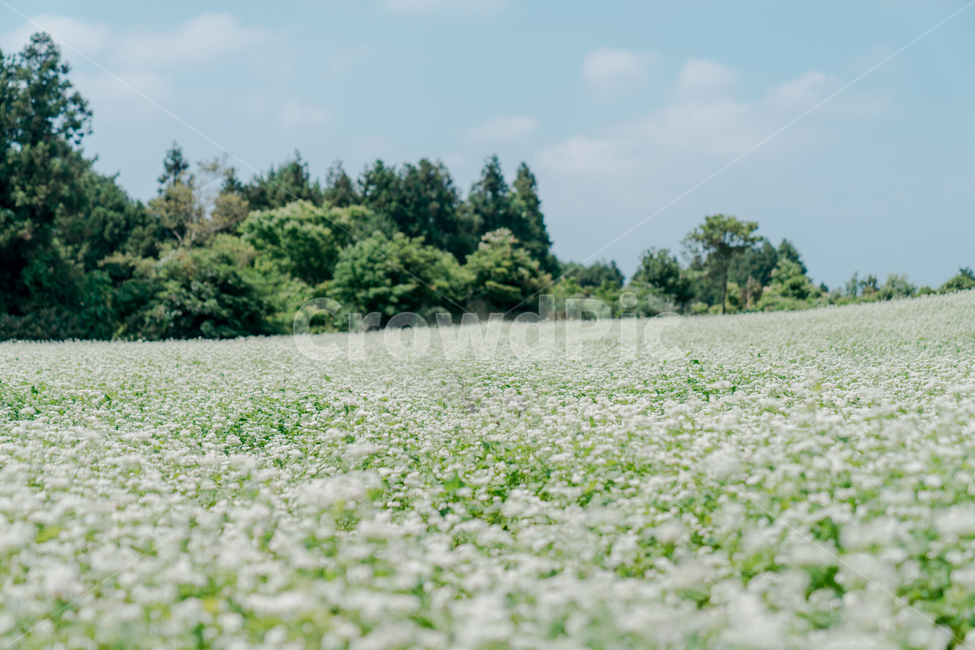 메밀,메밀밭,초원,풍경,하늘,자연,풍경,nature,landscape,감성,sensible,feeling