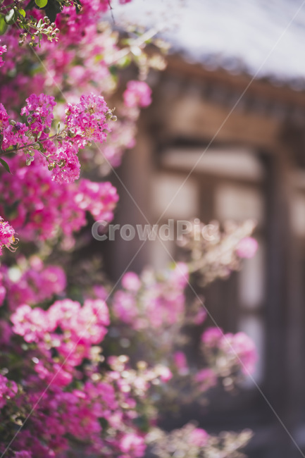 꽃,절,배롱나무,덕천서원,산청,핑크,식물,자연,plants,nature,꽃,flower
