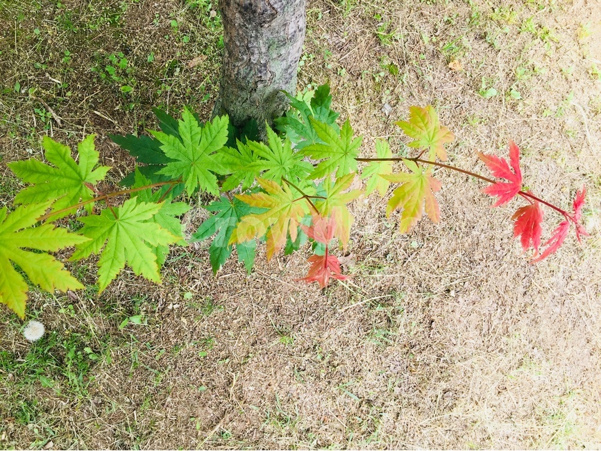 단풍,단풍잎,잎,나무,자연,식물,nature,plants,식물,자연,plants,nature