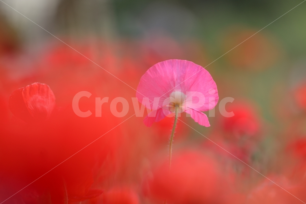 양귀비꽃,식물,공원,꽃,자연,식물,자연,plants,nature,꽃,flower