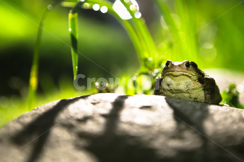 두꺼비,개구리,동물,개굴,초록,동물,animal,파충류,양서류,reptile,amphibian