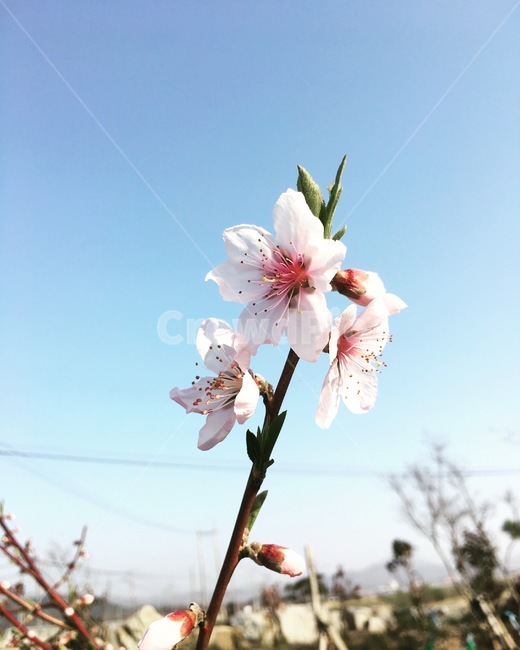 꽃,봄,봄꽃,복숭아꽃,하얀꽃,하늘,봄,계절,spring,season,식물,자연,plants,nature,꽃,flower,plant