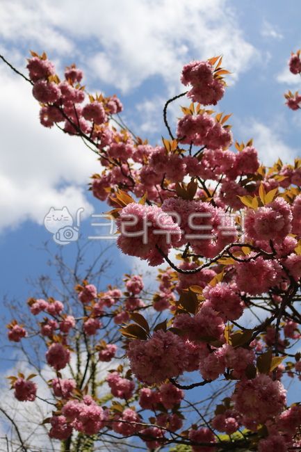 sky,Double cherry blossoms,Cherry Blossom,blossom,cherryblossom,plant,flower