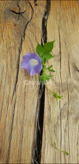 flower,꽃,blossom,나팔꽃,넝쿨,식물,보라,줄기식물,식물,자연,plants,nature,꽃,flower