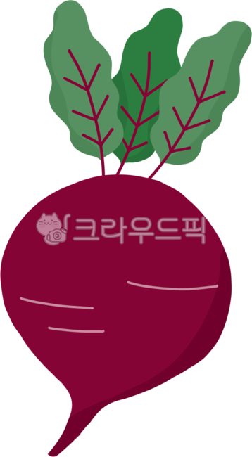 Fresh food,red vegetables,red vegetables,beets,beet illustrations,health foods,healthy vegetables,diet ingredients,food ingredients