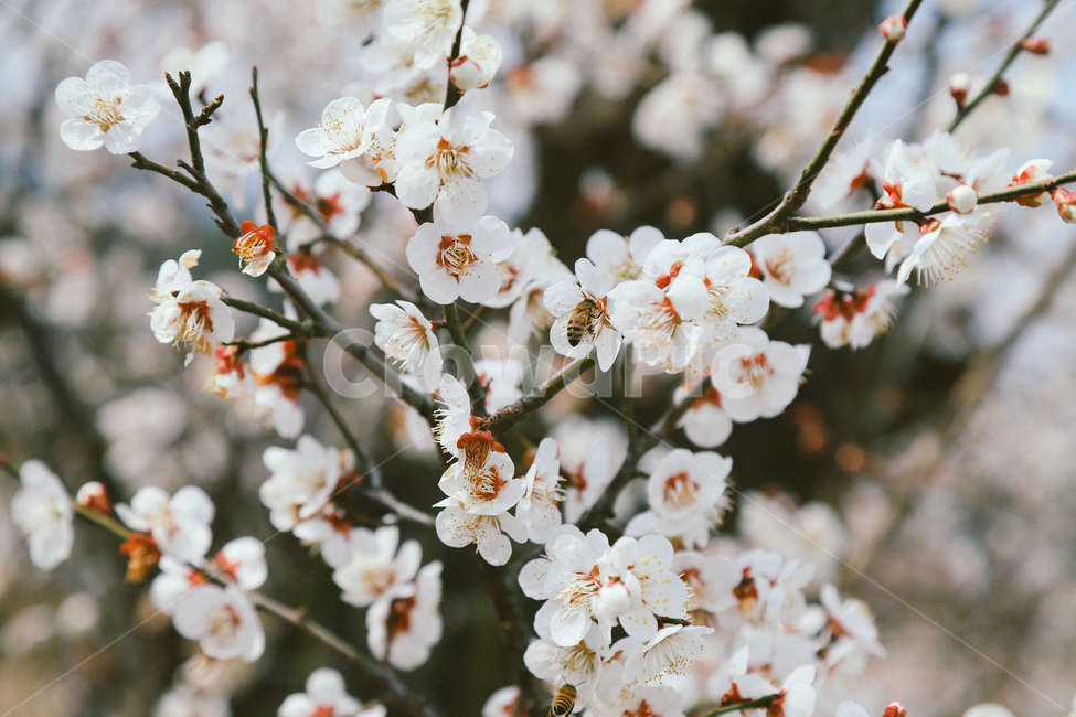 매화,꽃,봄,자연,벌,감성사진,곤충,spring,flower,봄,계절,spring,season,식물,자연,plants,nature,꽃,flower,동물,animal,곤충,벌레,insect,bug,감성,sensible,feeling,plant,blossom