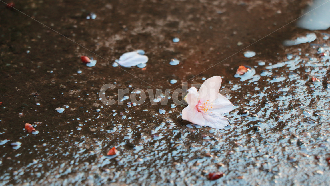 꽃,벚꽃,봄,꽃잎,비,rain,flower,blossom,떨어진,spring,season,nature,자연,풍경,바닥,땅,분홍,pink,식물,landscape,봄,계절,spring,season,plant,petal,geranium,제라늄
