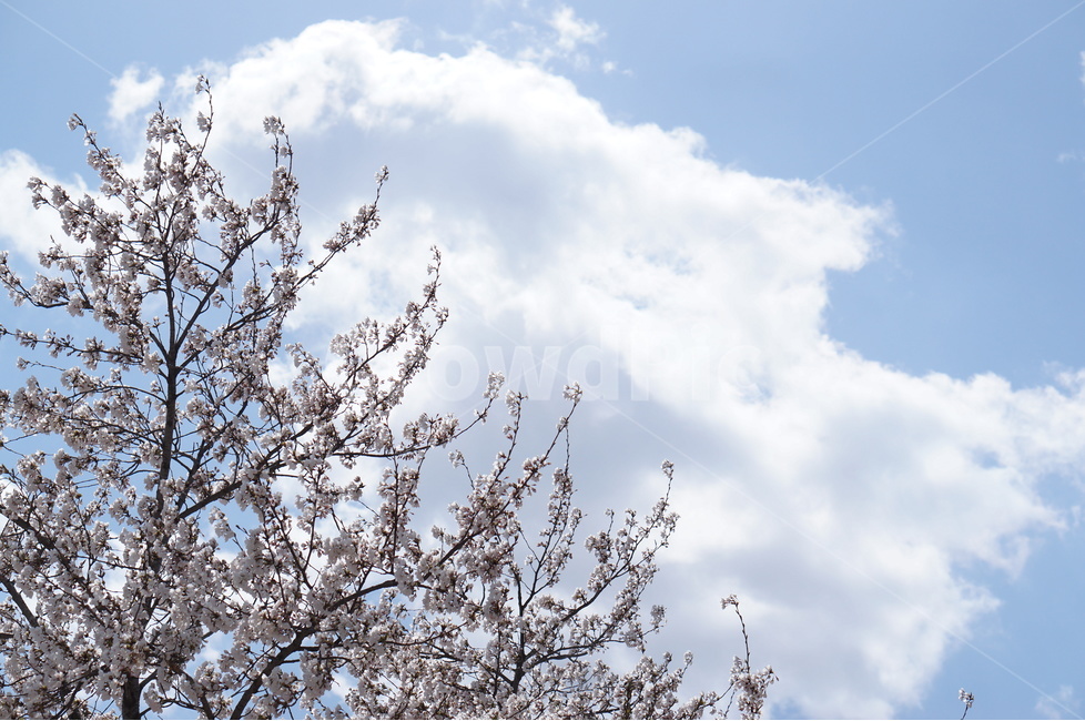 벗꽃,흰구름,4월,파랑하늘,하늘하늘,맑음,봄,계절,spring,season,자연,풍경,nature,landscape,식물,plants,꽃,flower