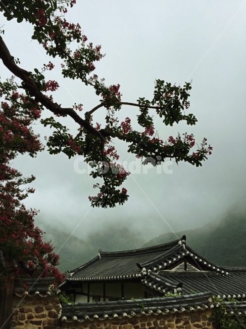 한옥,안동,안개,꽃,산,한국전통,한국문화,korean traditional,korean culture,건축물,건물외관,exterior,building,structure,architecture,construction