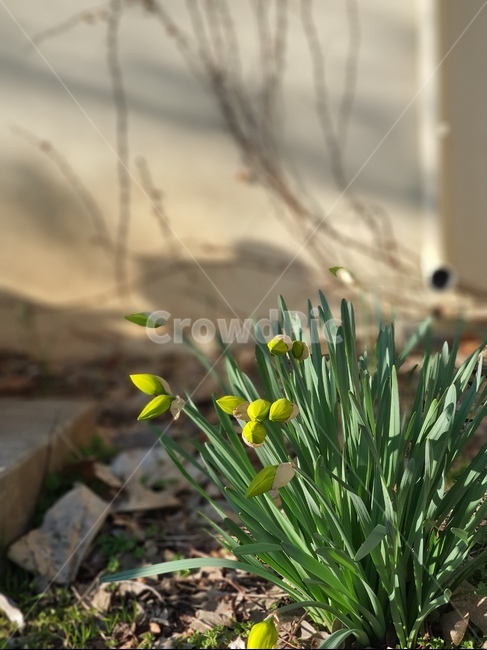 plant,식물,꽃봉오리,햇살,nature
