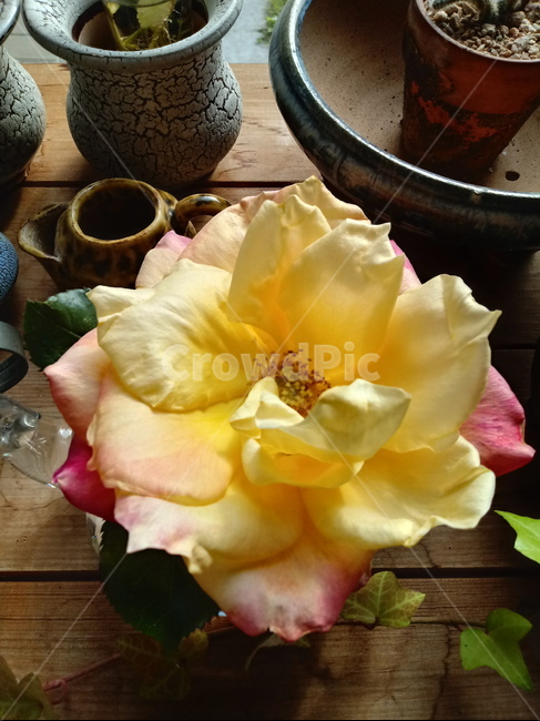 식물,소품,장식용,화분,plant,leaf,잎,도기류,꽃잎,생화,식물,자연,plants,nature