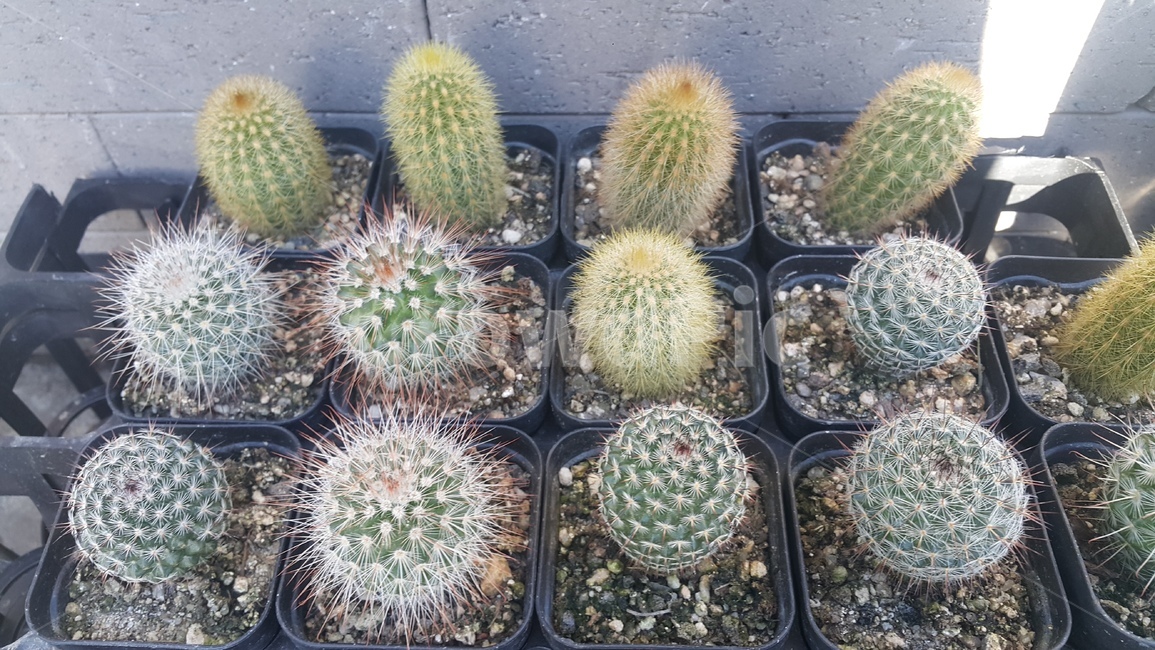 선인장,cactus,식물,plant,모종