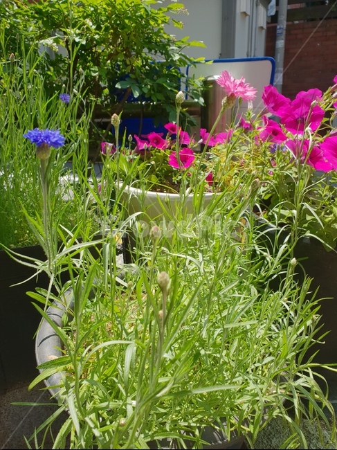 꽃,화사한,식물,자연,힐링,햇살,화단,식물,자연,plants,nature,꽃,flower